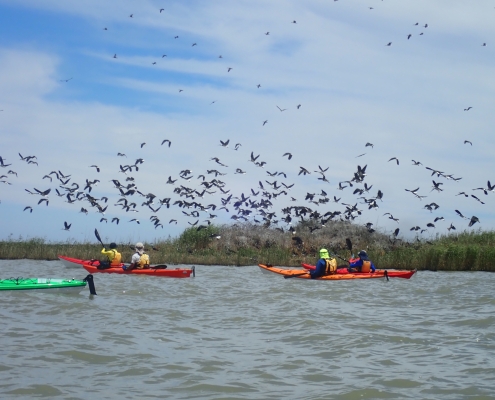 Kayaks with birds in the bckground