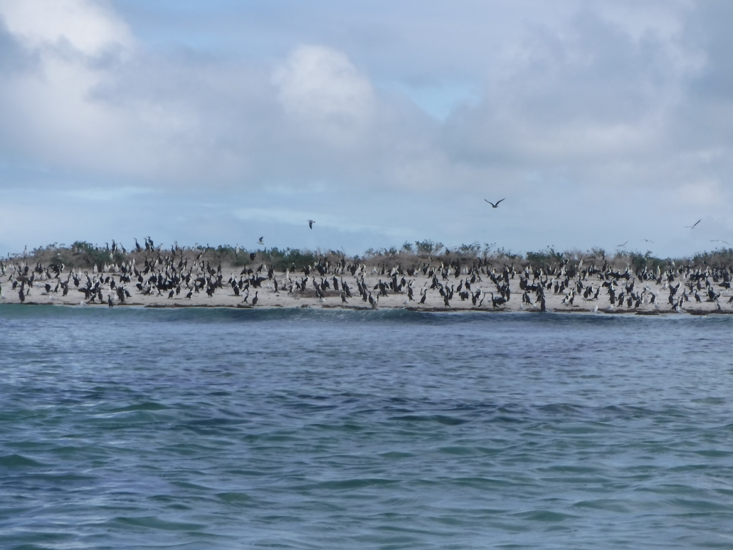 Birds in Troubridge Island